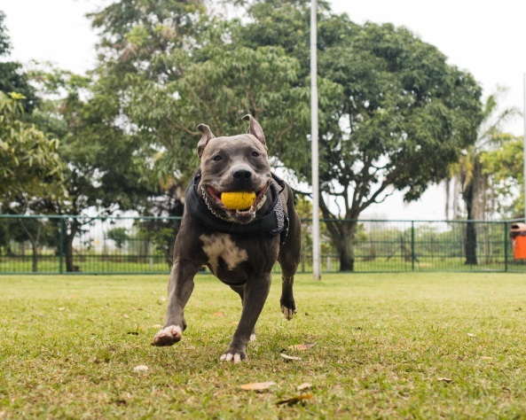 perro pit bull jugando divirtiendose parque enfoque selectivo scaled 1