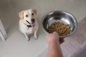 alimentación por salud cardiaca en mascotas